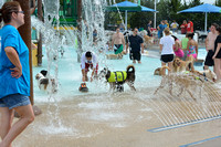 Poochplunge-2014_MAK2836.JPG