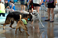 Poochplunge-2014_MAK2890.JPG